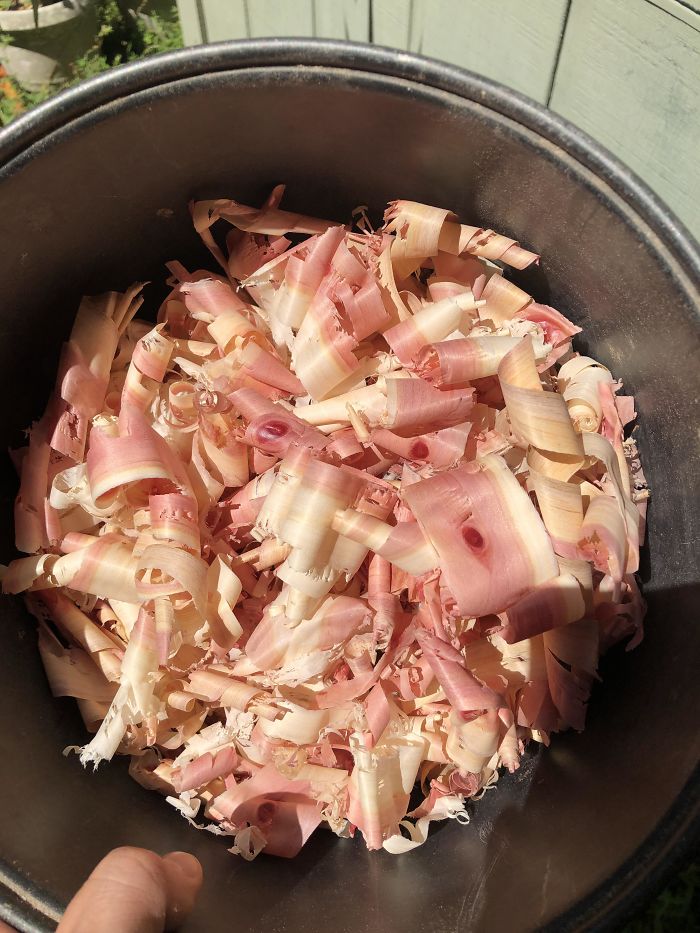 Cedar Wood Shavings That Look Like Raw Bacon