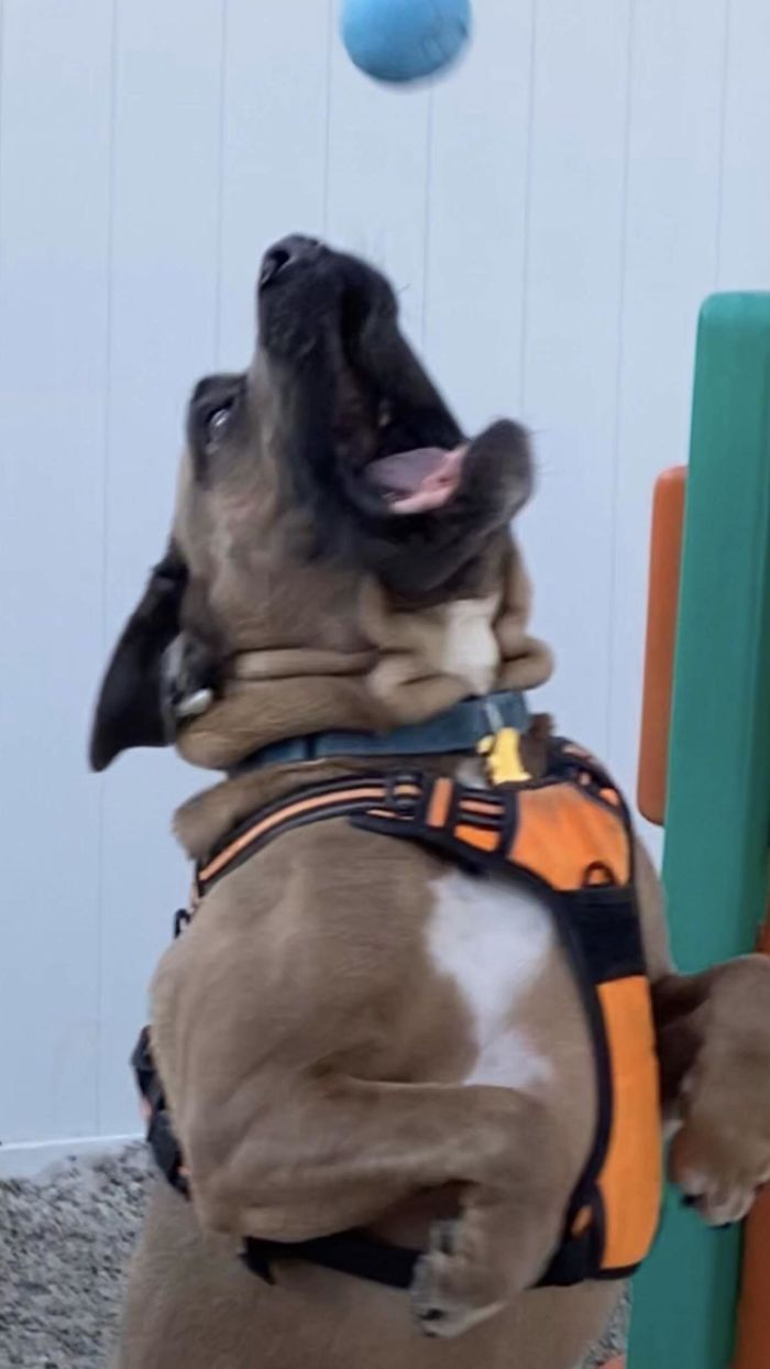 My Dog’s Neck Looks Like Squidward With Some Sunscreen On His Nose