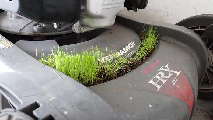 Just Some Grass Growing On A Lawnmower