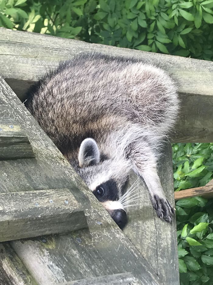 Waiting For Me To Leave So He Can Eat The Bird Seed