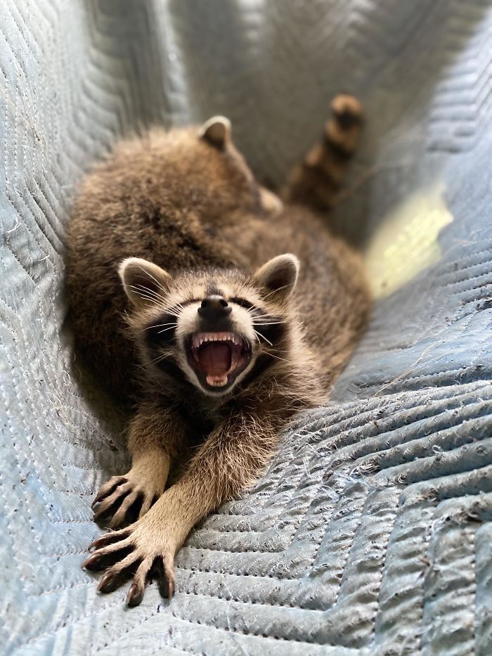 Trash Panda Teefies