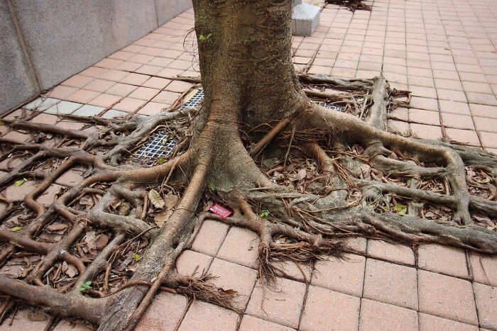 The Way How The Tree Roots Grow Follows The Gaps Between Bricks