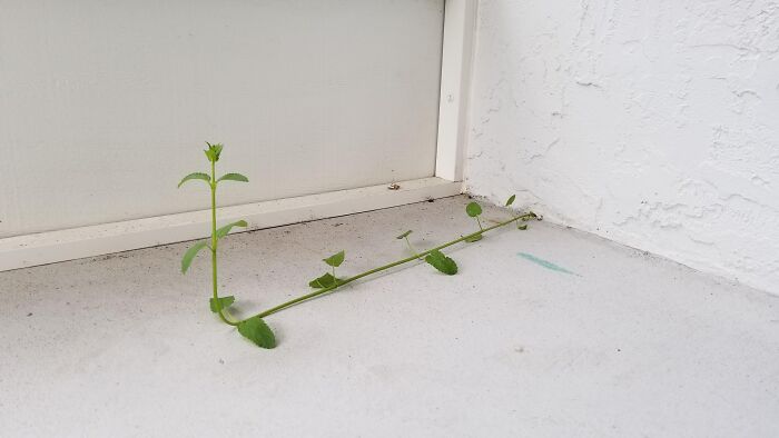 This Weed Growing Inside My Patio Fell Over Then Continued Growing Upwards