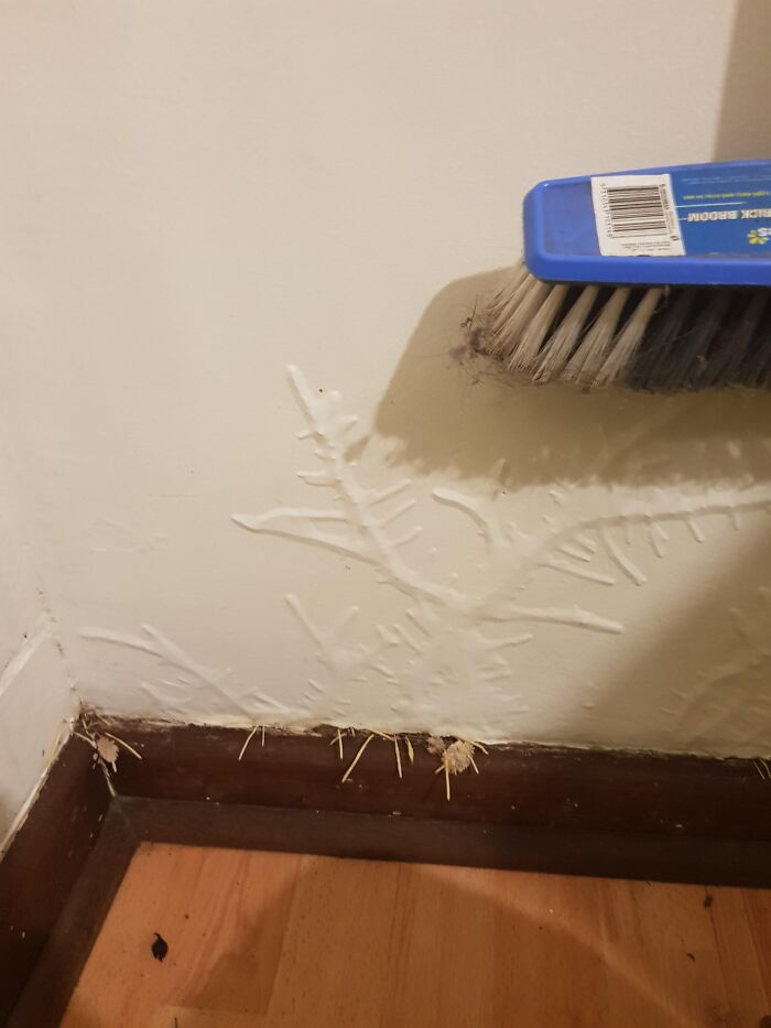 Something Started Growing Under Our Wall