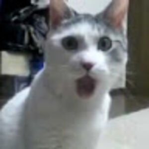 elib_macalpin avatar