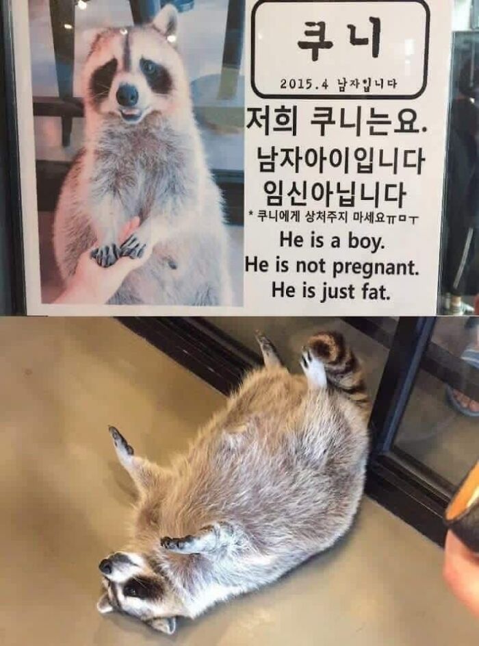Fat Trash Pandas Are The Best Trash Pandas