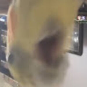 shireenidurrani avatar