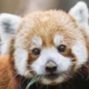 jabarilaforest avatar