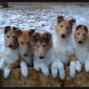 lenafeldhousen avatar