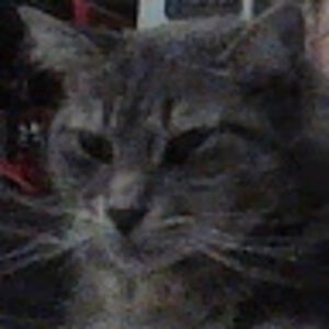 stellablackburn avatar