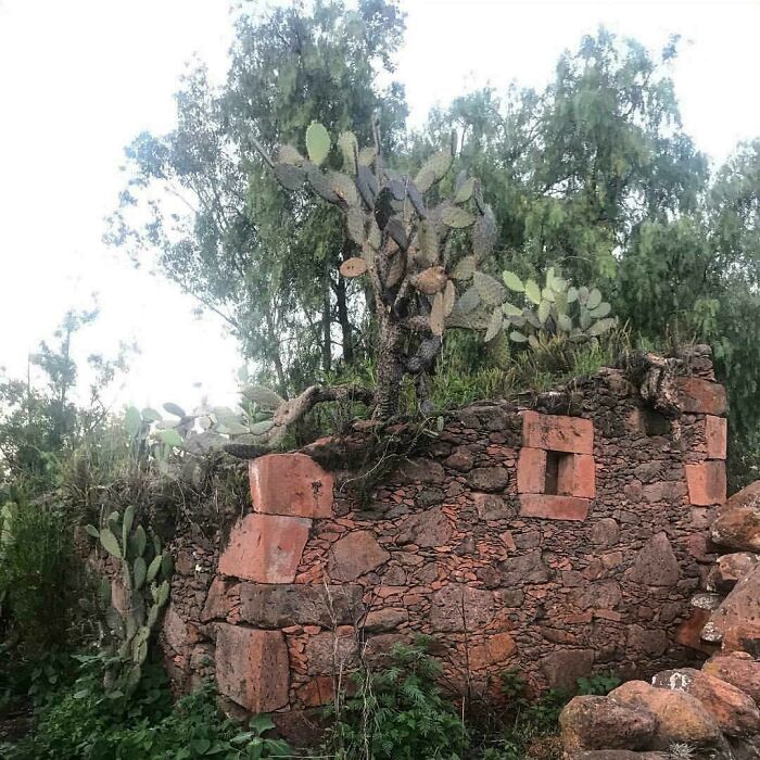My Great Aunts House Slowly Being Reclaimed By Nature Taken On My Trip To Mexico Last Year
