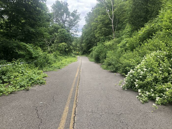 I Found A Road Being Reclaimed By Nature