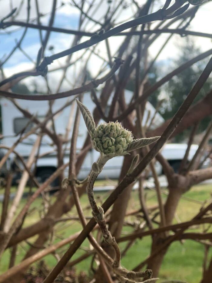 A Wild Baby Yoda Appears