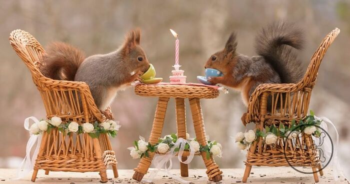 Red Squirrels Interact With My Props While I Photograph Them, And They Make The Cutest Pics (30 New Pics)