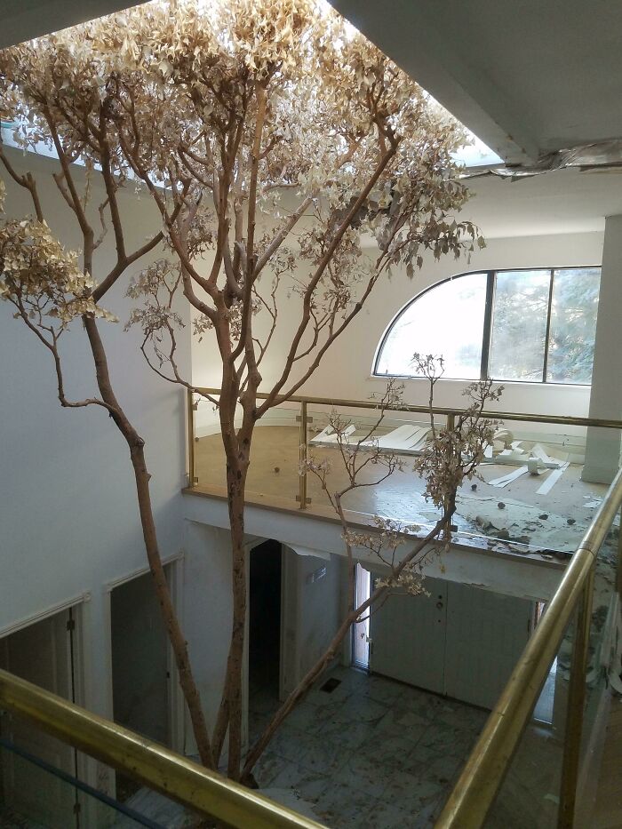 A Tree Growing In An Abandoned Mansion