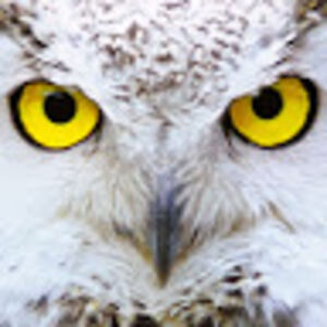 andreaalexander avatar