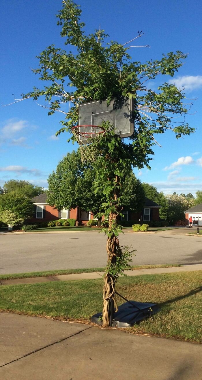 A Vine Grew Up My Basketball Hoop