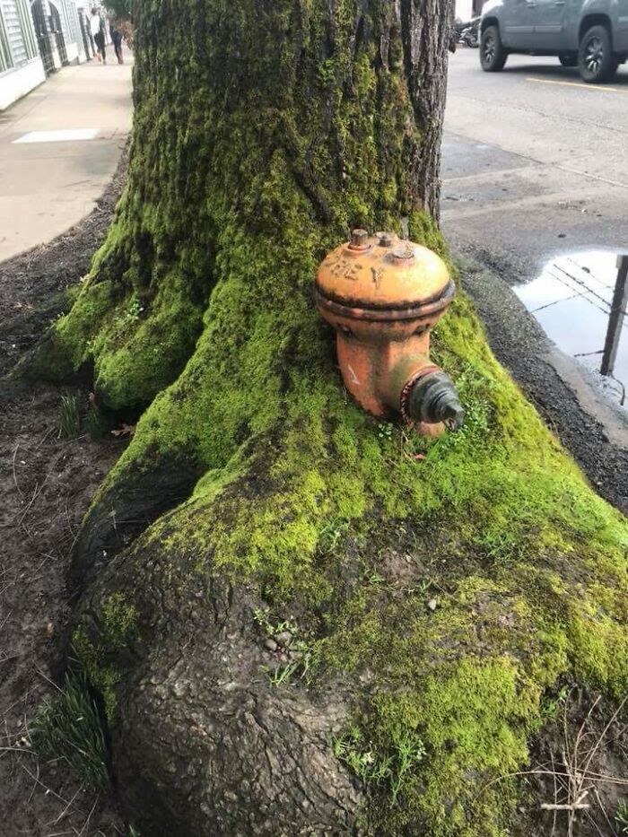 A Fascinating Look At How This Tree Grew Around An Old Fire Hydrant