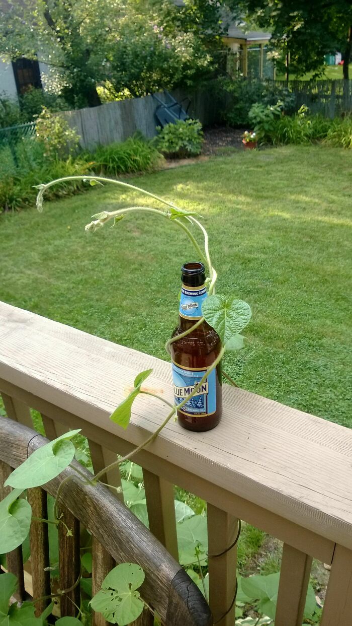 A Vine Grew Around This Beer Bottle Left Out Overnight After A Party