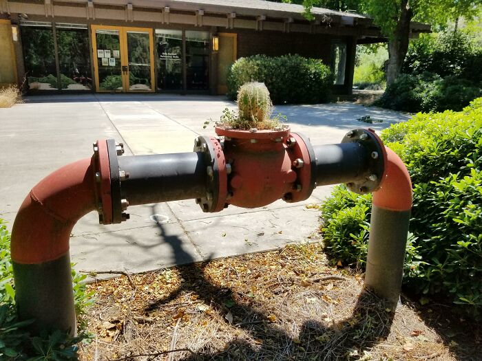 Cactus Growing Out Of A Water Pipe