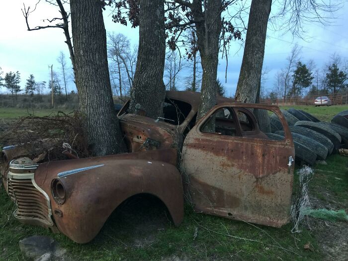 Trees Growing Through This Car