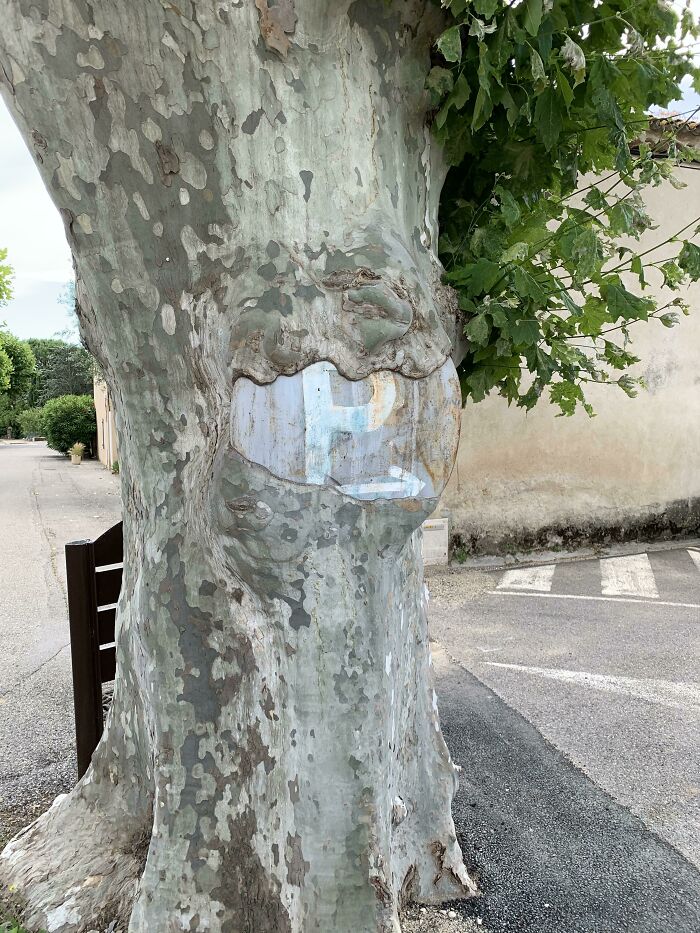This Tree That Grew Over A Parking Sign Over The Years