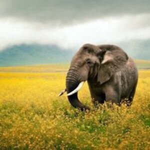 gammarae_2004 avatar