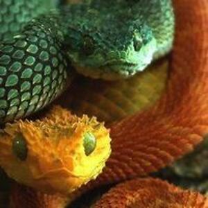 cherylyncrill avatar