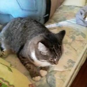 christianchet avatar