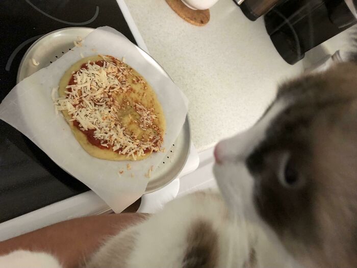 My Cat Just Licked All The Sauce Off My Pizza