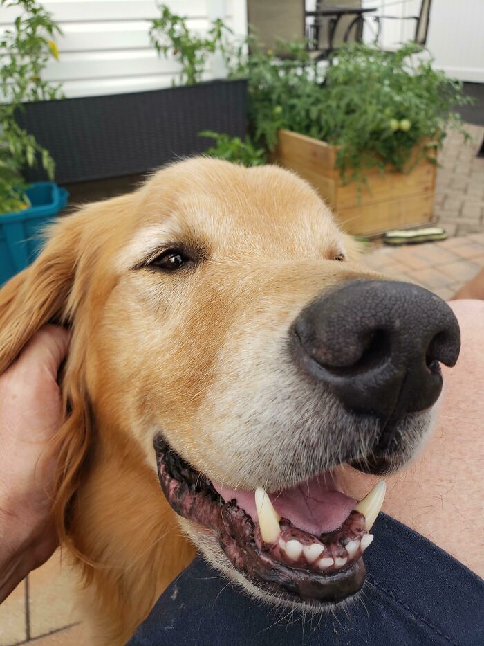 We Rescued This Cutie 7 Years Ago And He Us The Best Boy Ever!