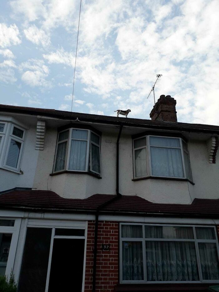 Found This Sub And Couldn't Help But Think My Baby Boy Belonged Here (Dw This Was Nearly A Month Ago We Were Able To Rescue Him Safely )