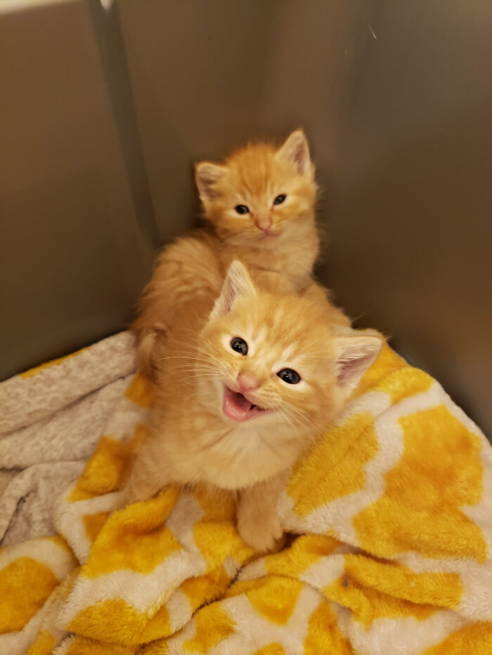 Rescued Some Adorable Kittens Last Night