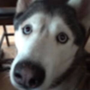 allisonmarriaga avatar