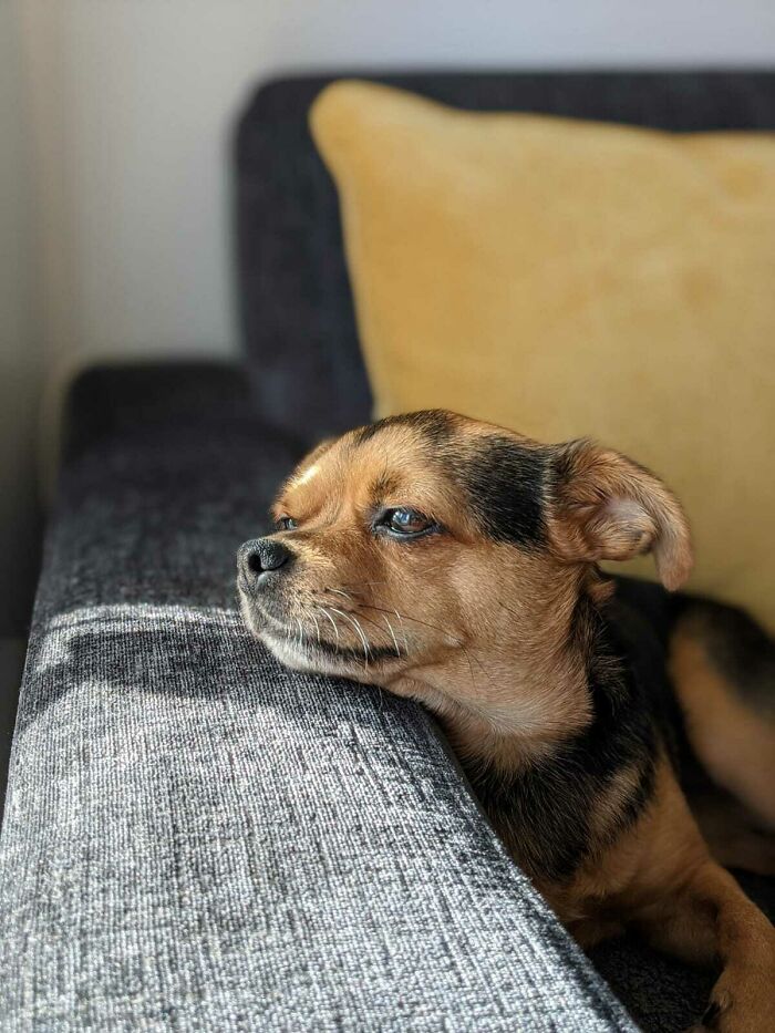 This Is Doug, He's A Rescue Pup Who Has Kindly Decided To Live With Us. He Is Very Handsome And A Very Good Boy