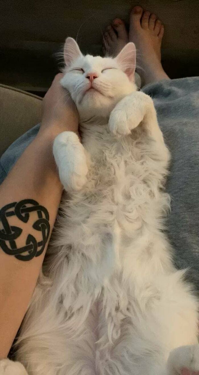 This Is The Rescue That I Thought Would Never Cuddle With Me