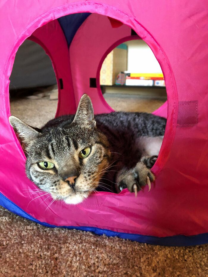 My Therapist Says I Rescued Milo Because I Need To Balance My Crippling Loneliness Against My Complete Disinterest To Be With People. Oh Well, Cat Acquired