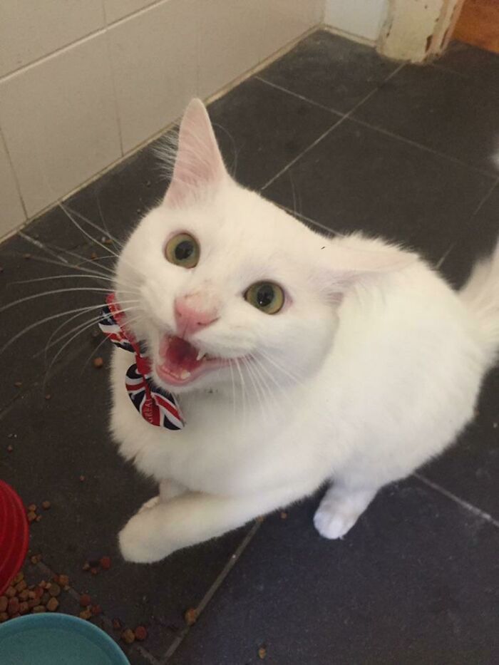 My Friend Rescued This Beautiful Boy Chicken From A Truck Yard When He Was Malnourished And Smaller Than My Hand. Now He Is A Big Fluffy Lover That I Would Die For