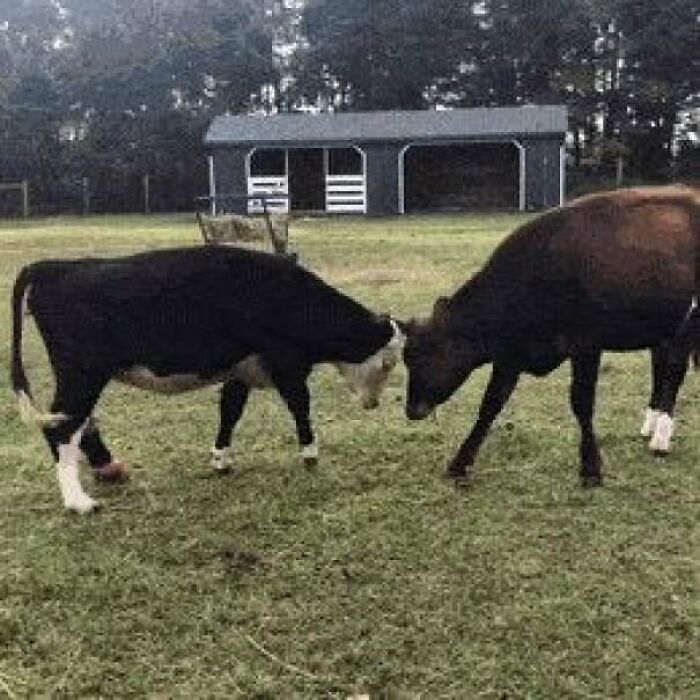 Rescued Cows Harriet And Greta Playing At Goats Of Anarchy Sanctuary
