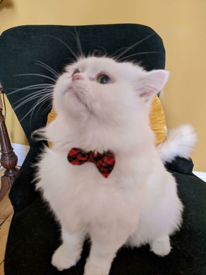 Our Rescue Cat Is Very Proud Of His New Dickie