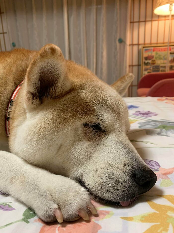 16th Birthday / 5th Rescue Day Anniversary Mini-Blop 