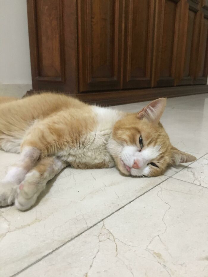 We Rescued This Lil Cutie Who Had His Paws Injured By Some Other Animal. He Had To Spend A Few Days In The Vet Hospital And Now Is Finally Home. Here’s His Resting Blep Face For Us All 