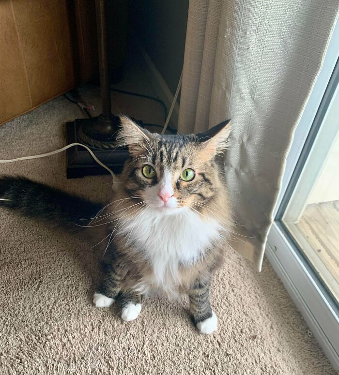 Lucky Is More Reliable Than Humans, I Didn’t Just Rescue Him, He Rescued Me Too