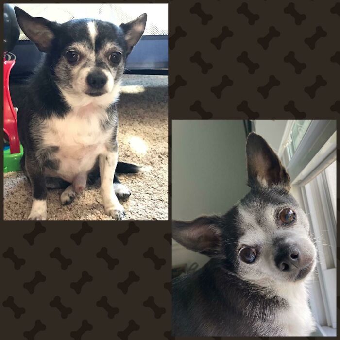 The Dechonking Of Our Rescue Over The Past Two And A Half Years