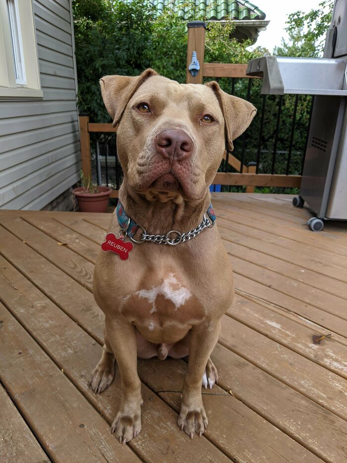 We Rescued This Guy A Few Months Ago. I Was A Bit Nervous About It Tbh. Biggest Complaint: He's A Meathead Who In The Past 48 Hours Ate A Tub Of Creme Cheese Off The Counter And About A Week's Worth Of Kibble When We Weren't Looking. I'm Still Glad We Have Him