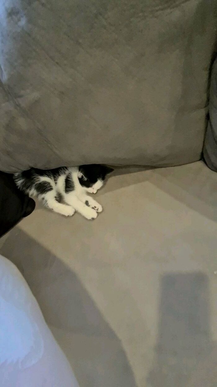 Spent 15 Minutes Looking Around The House For, Our Newly Adopted, Chappie, Until Finally Finding Him