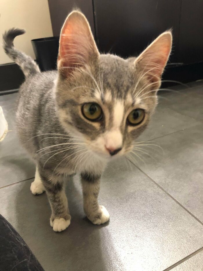 My Boyfriend And I Adopted This Little Guy Today! It’s My First Cat Ever And I’m In Love 