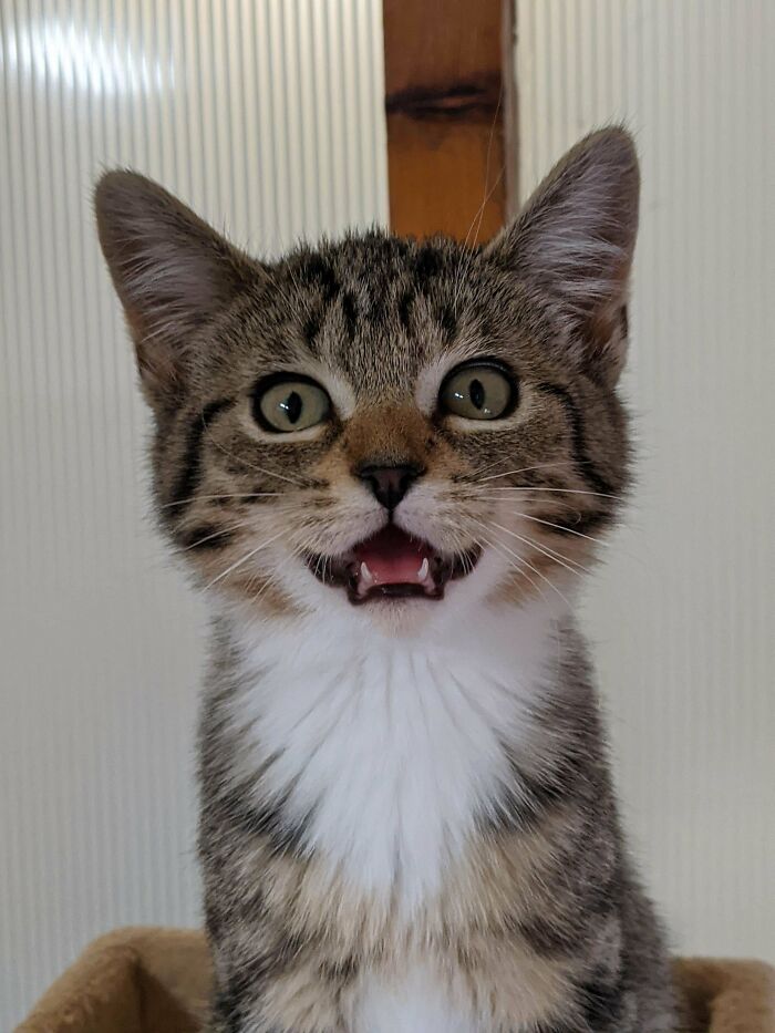 This Little Purr Machine Has Been Adopted Today!