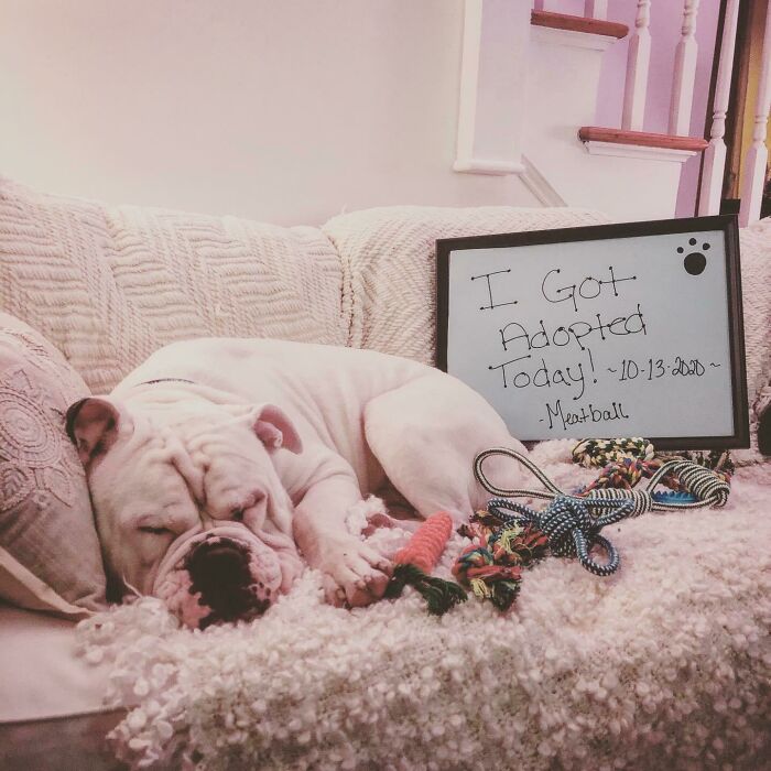 I Adopted A 70lbs Olde English Meatball Today! Welcome Home My Dude