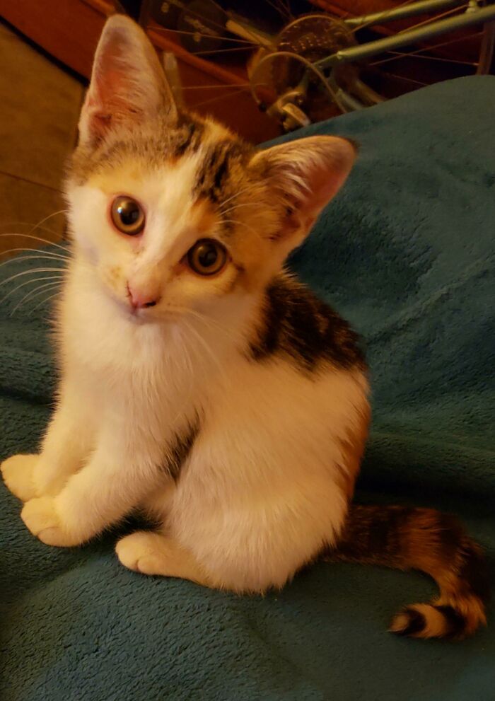 She Was Found In A Taco Bell Parking Lot Looking So Adorable. How Could I Resist Adopting Her?